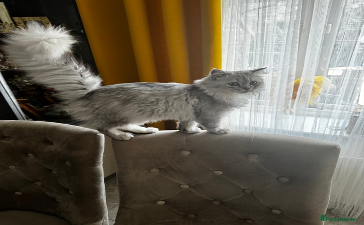 Scottish Fold cats in South Ockendon - Advert 15