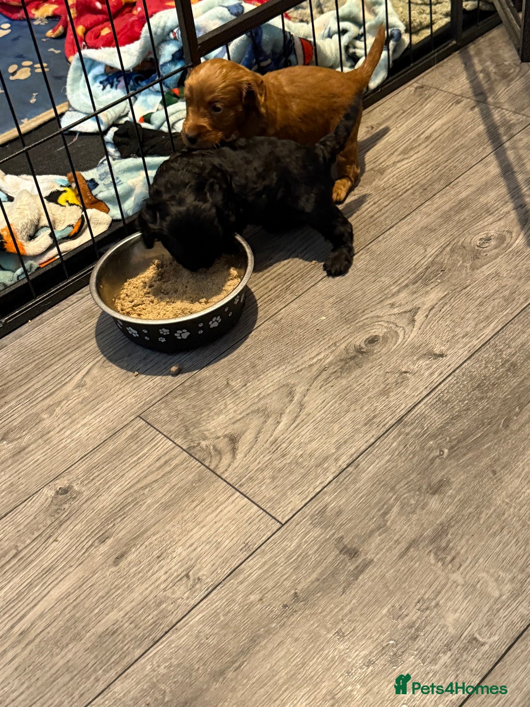 Cockapoo dogs for sale: Cockapoo for sale - Image 2