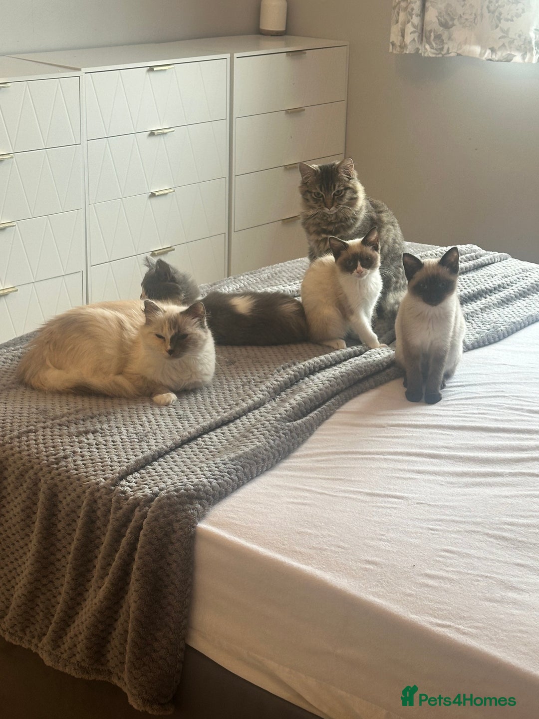 Ragdoll cats for sale: 4 stunning super fluffy 3/4 ragdoll kittens  - Advert 6