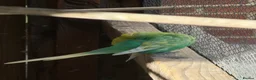 Budgerigars birds for sale: Mixed budgies  - Advert 3