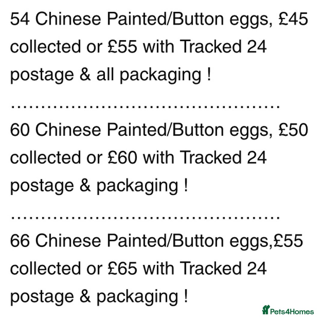 Quail poultry for sale: QUAIL HATCHING EGGS/1ST SEPTEMBER ! - Image 17