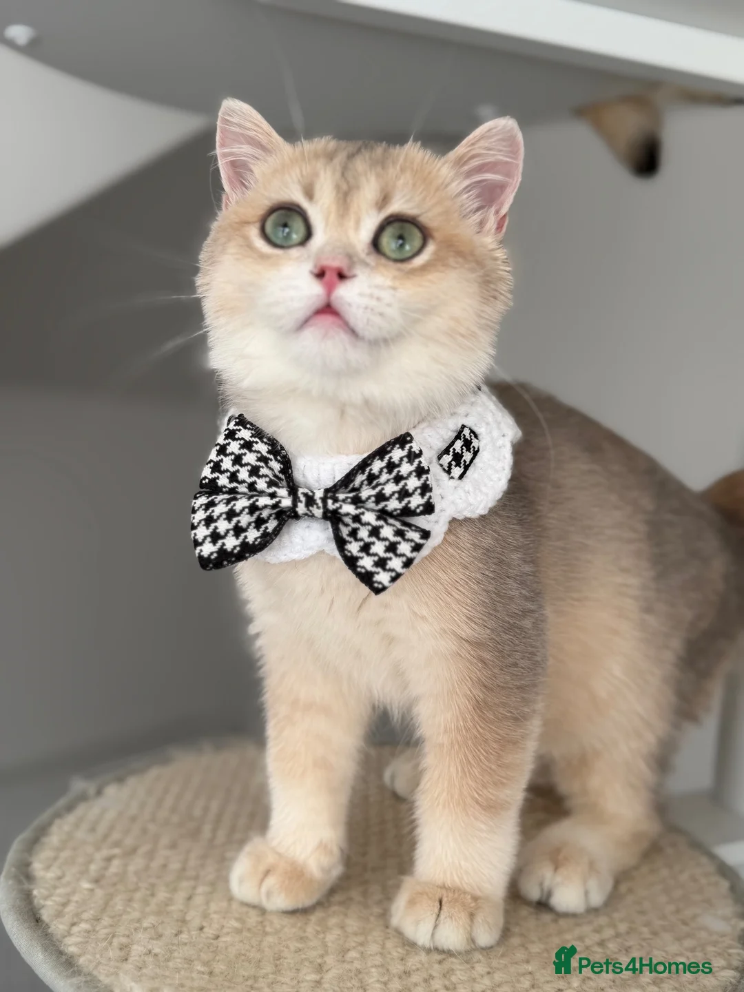 British Shorthair cats for sale: Blue Golden British Shorthair boy 💙 - Advert 1