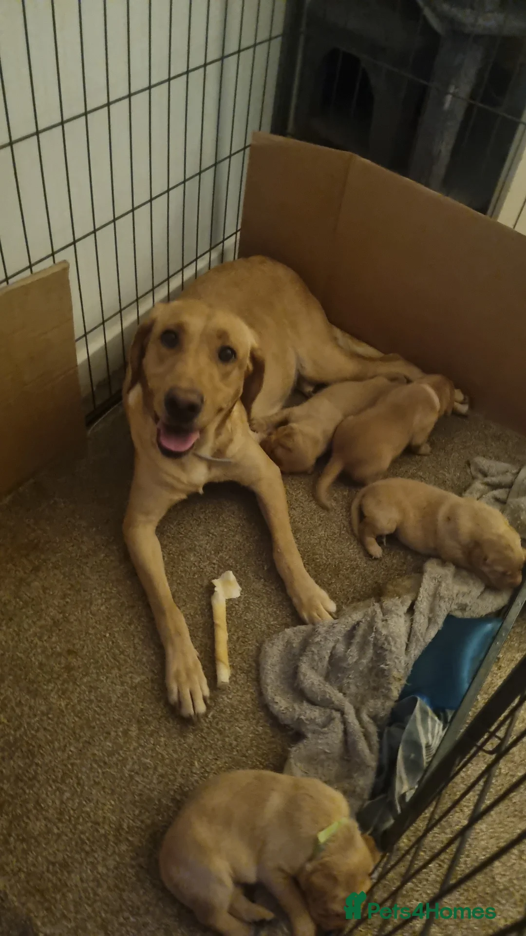 Labrador Retriever dogs Beautiful gold & fox red labrador puppies  - Advert 3