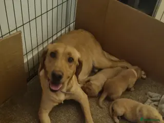 Labrador Retriever dogs Beautiful gold & fox red labrador puppies - Advert 1