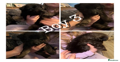 Mixed Breed dogs - Advert 4