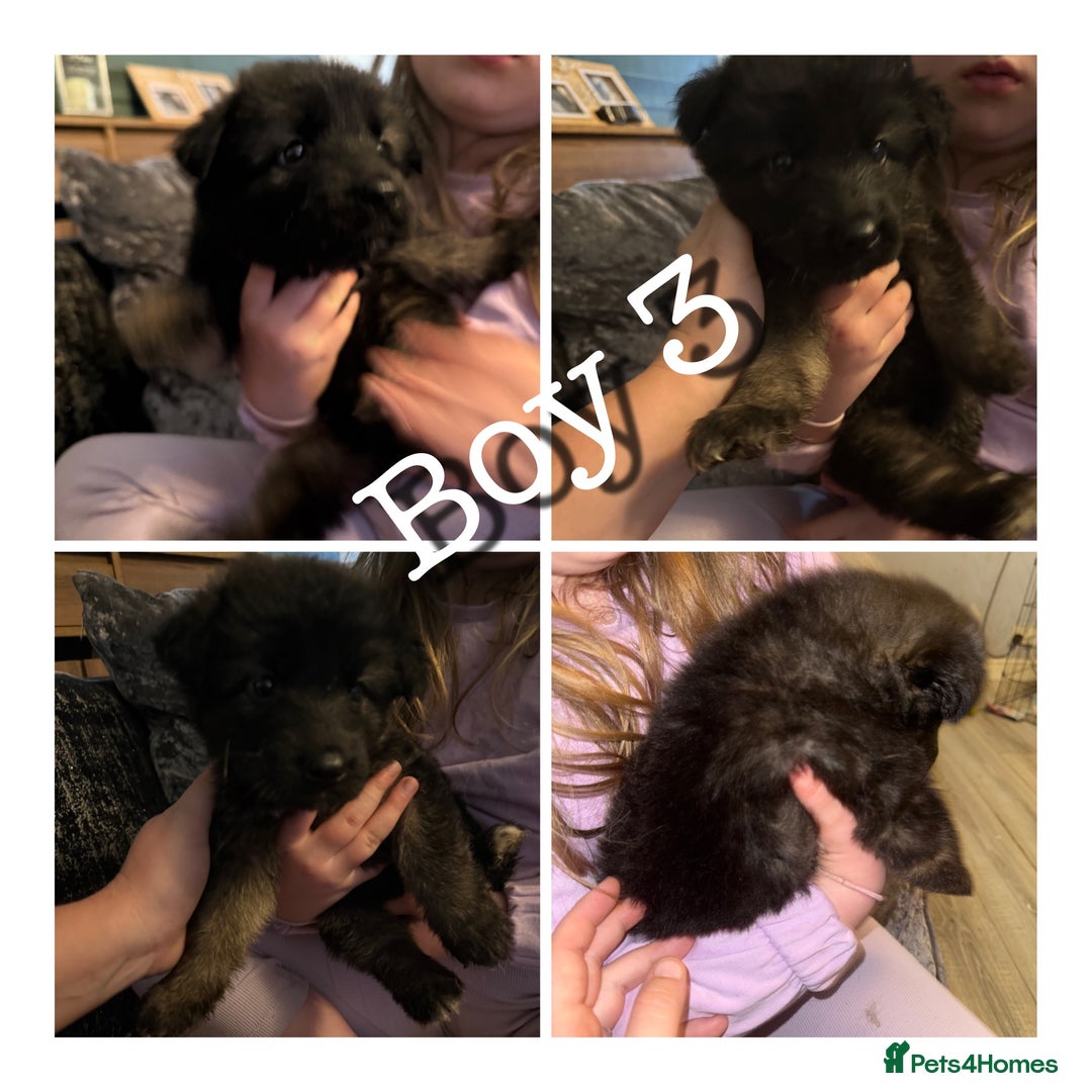 Mixed Breed dogs for sale: (REDUCED 2 LEFT) Stunning Shepkita puppies  - Image 3