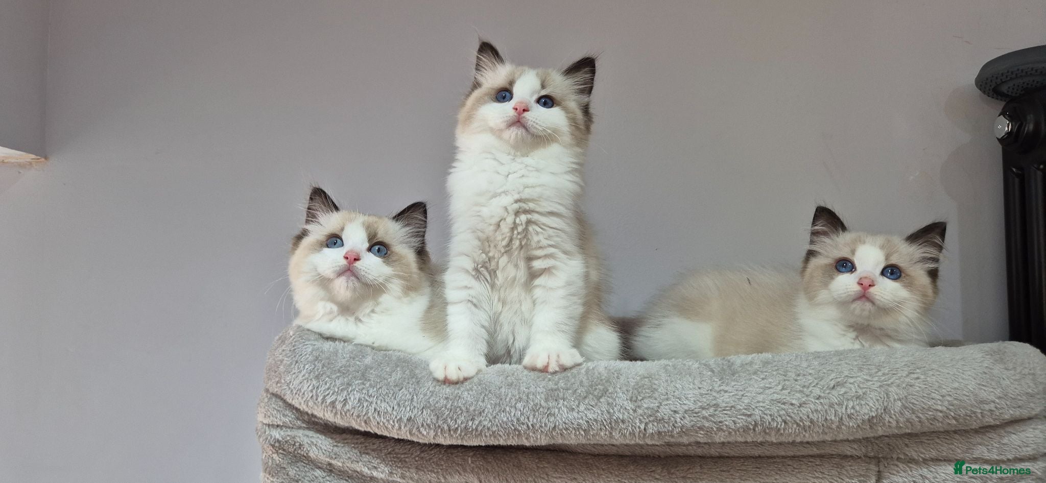 Ragdoll cats 3 TICA Registered Males for Sale - Advert 2