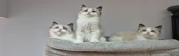 Ragdoll cats for sale: 3 TICA Registered Males for Sale - Advert 2