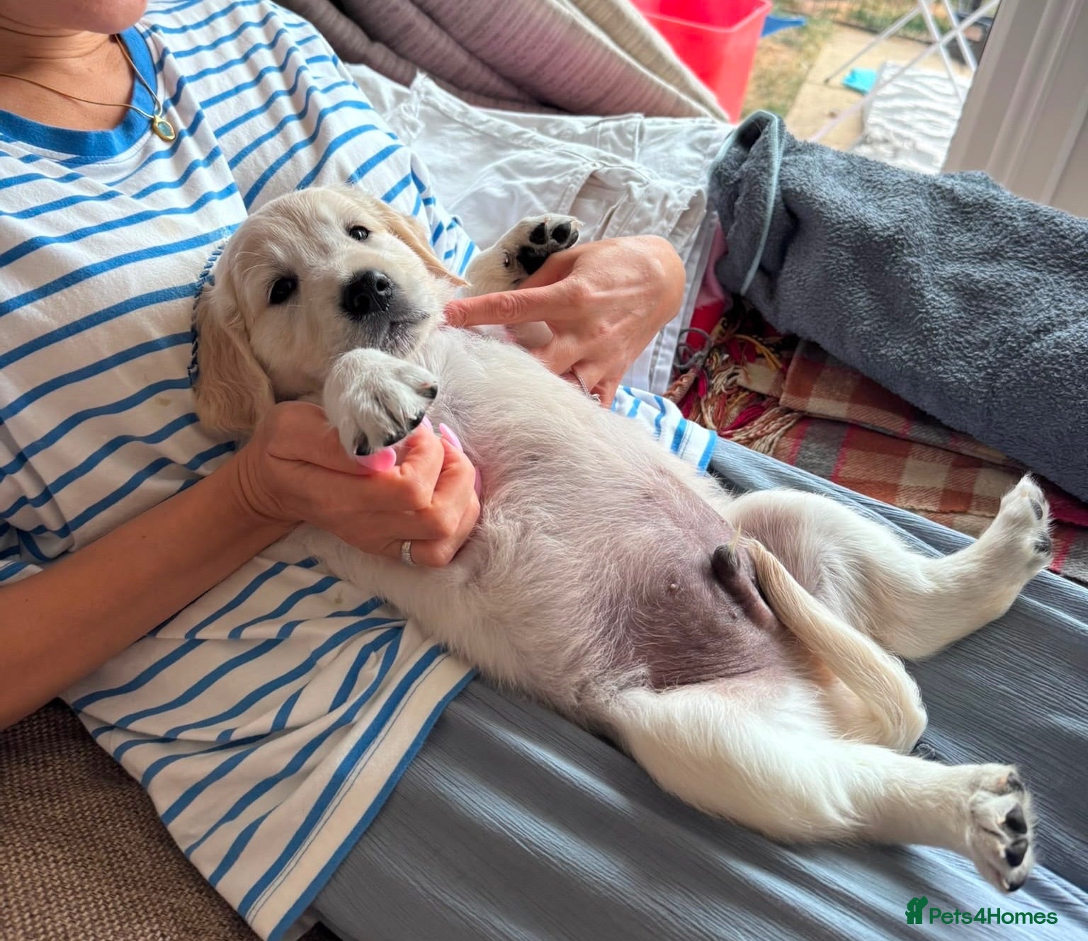 Golden Retriever dogs KC reg. golden retriever pups ONLY 2 BOYS LEFT - Advert 2