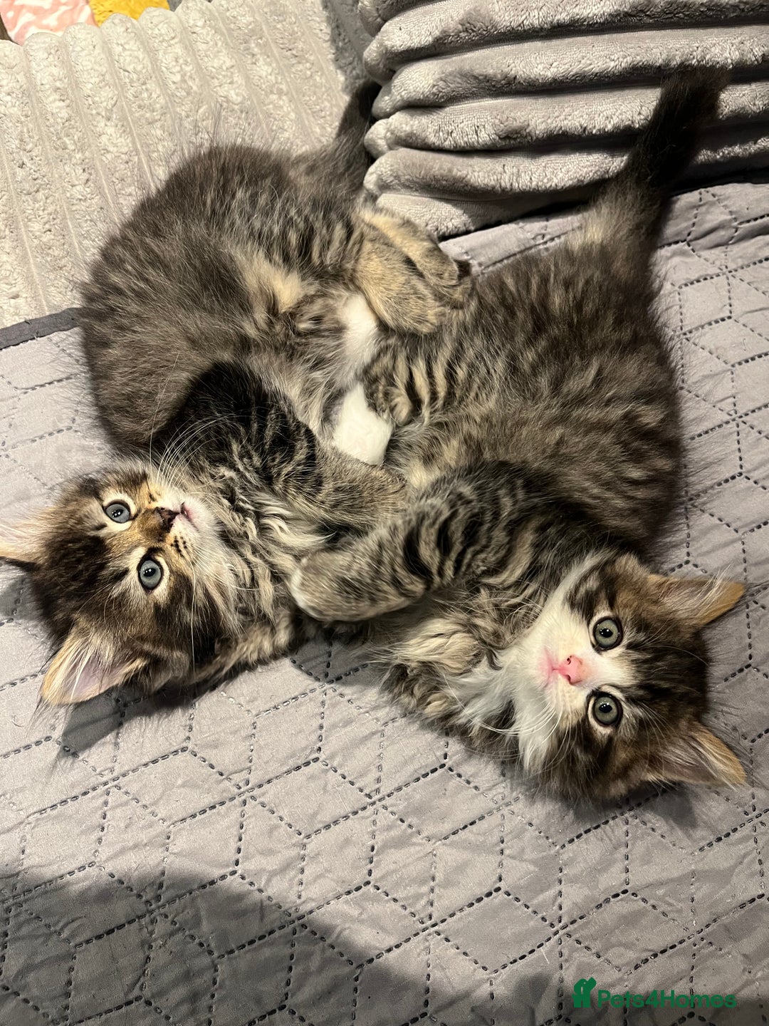 Siberian cats for sale: Stunning Siberian kittens 🐱  - Advert 13