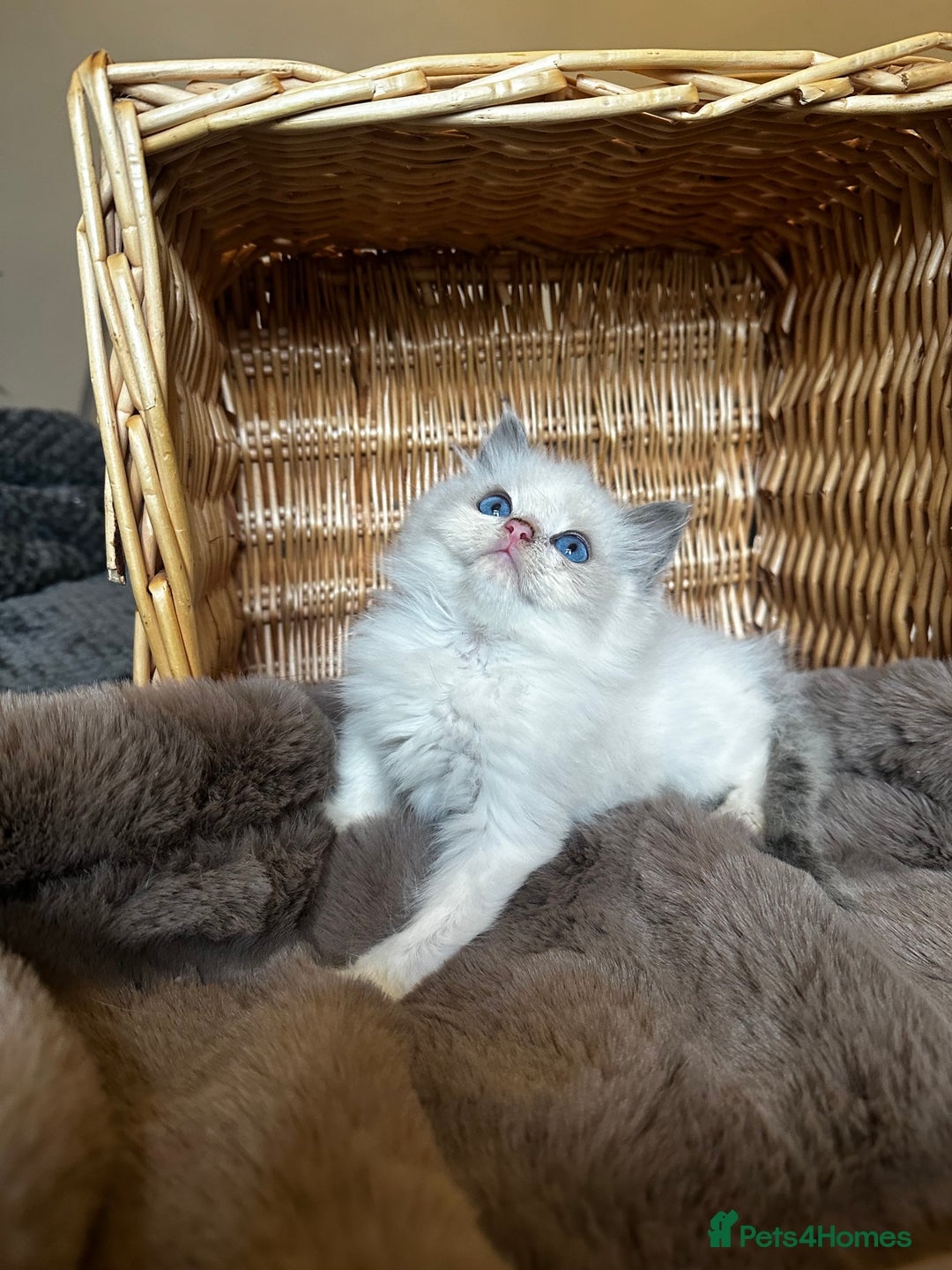 Ragdoll cats for sale: Lovely little Ragdoll bundle of joy  - Image 5