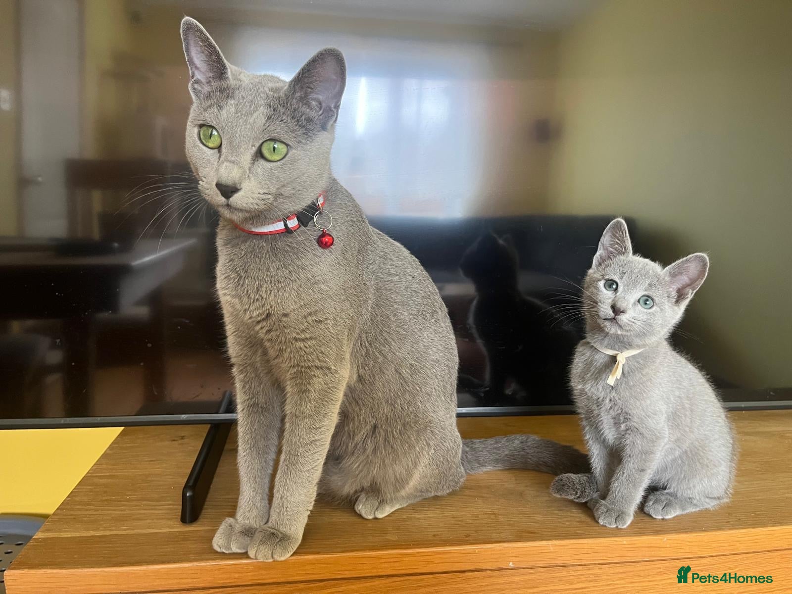 Russian Blue cats TICA REGISTERED Pure Breed Russian Blue Kittens - Advert 2