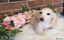 Miniature Dachshund dogs for stud: KC REG ONE OF A KIND EE/ii CREAM MINI DACHSHUND in Hinckley - Image 24