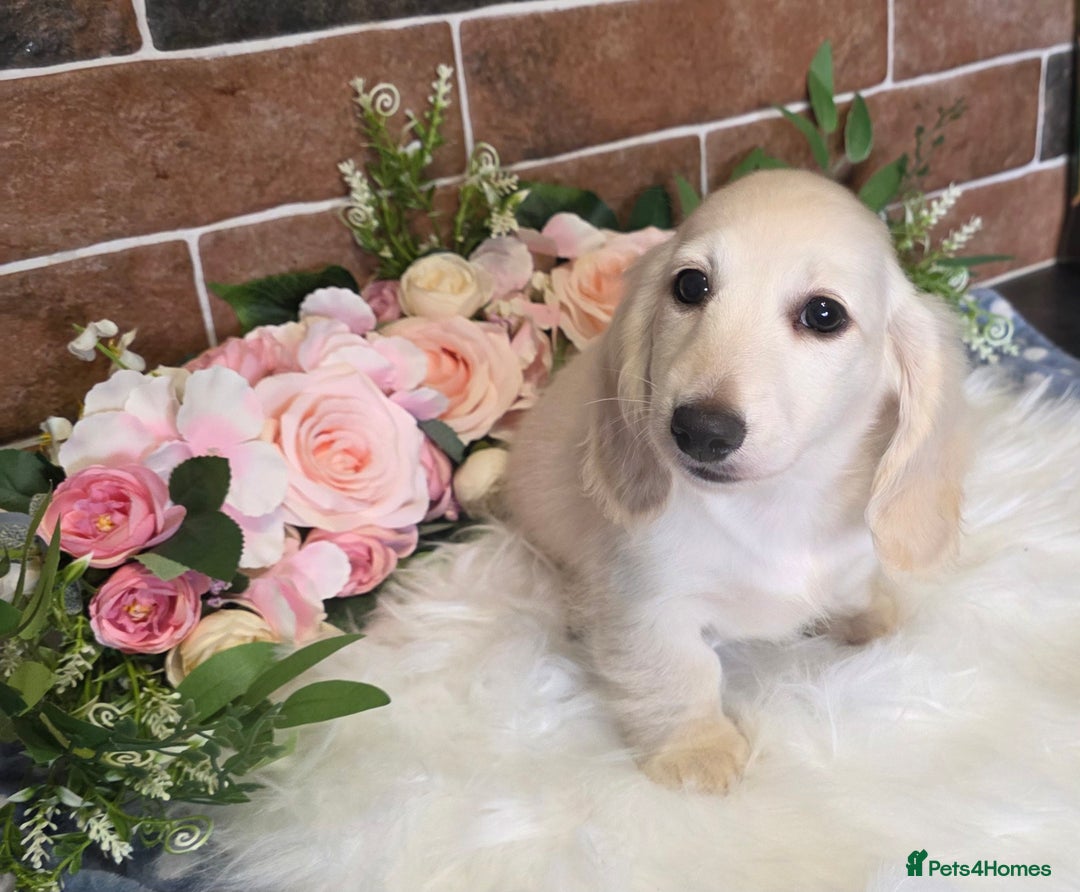 Miniature Dachshund dogs for stud: KC REG ONE OF A KIND EE/ii CREAM MINI DACHSHUND in Hinckley - Image 24