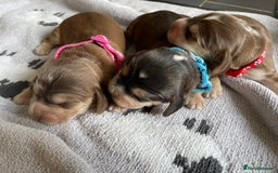 Cocker Spaniel dogs for sale: ⭐️ Stunning Show-Type Cocker Spaniel Puppies ⭐️ - Image 2