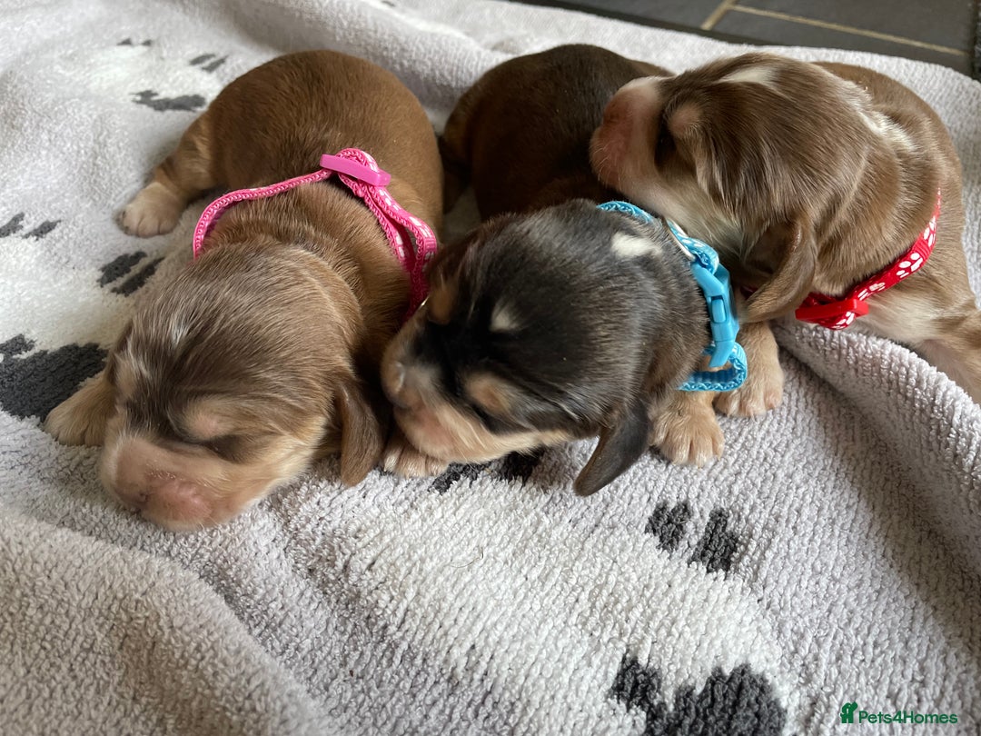 Cocker Spaniel dogs for sale: ⭐️ Stunning Show-Type Cocker Spaniel Puppies ⭐️ - Image 2