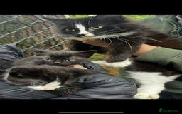 Mixed Breed cats for sale: 2 beautiful boy kittens - Image 1