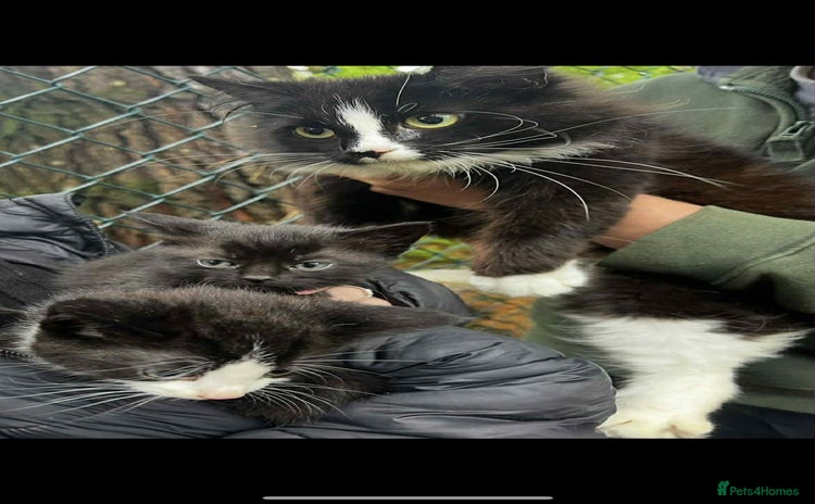 Mixed Breed cats - Advert 1