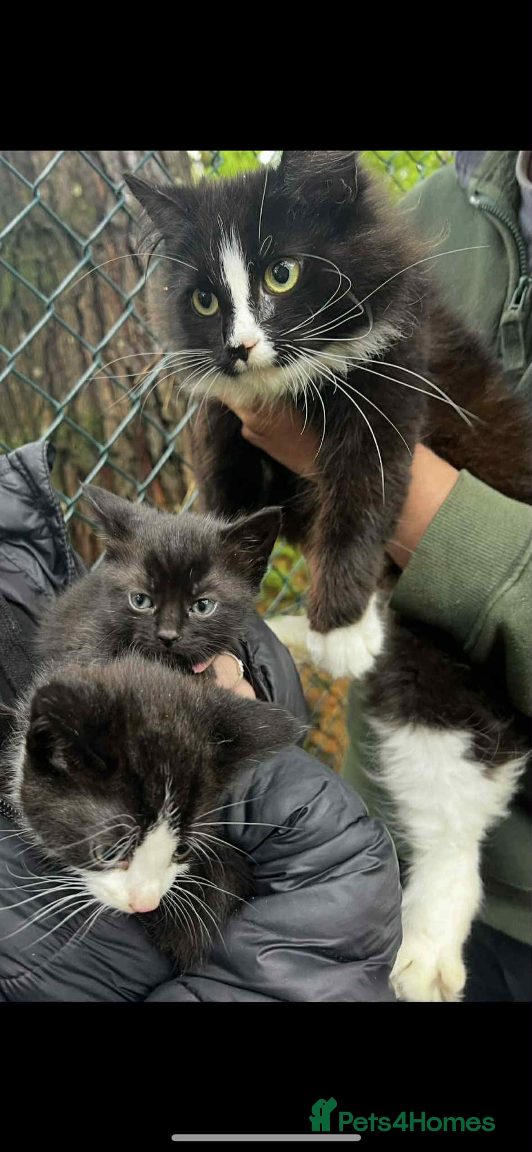 Mixed Breed cats for sale: 2 beautiful boy kittens - Image 1