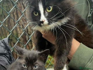 Mixed Breed cats for sale - Advert 1