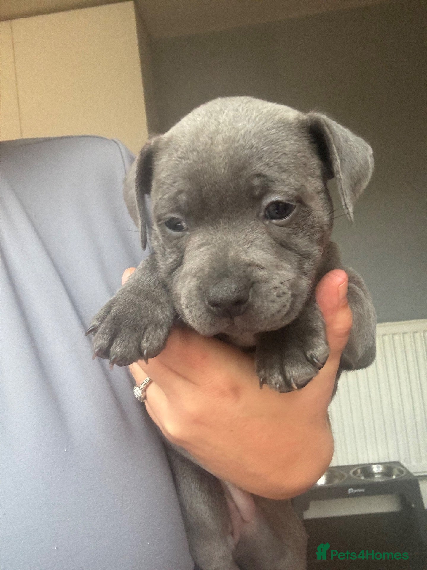 Staffordshire Bull Terrier dogs BEAUTIFUL BLUE STAFFY PUPPIES  - Advert 3