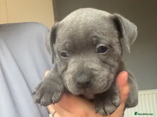 Staffordshire Bull Terrier dogs BEAUTIFUL BLUE STAFFY PUPPIES - Advert 3