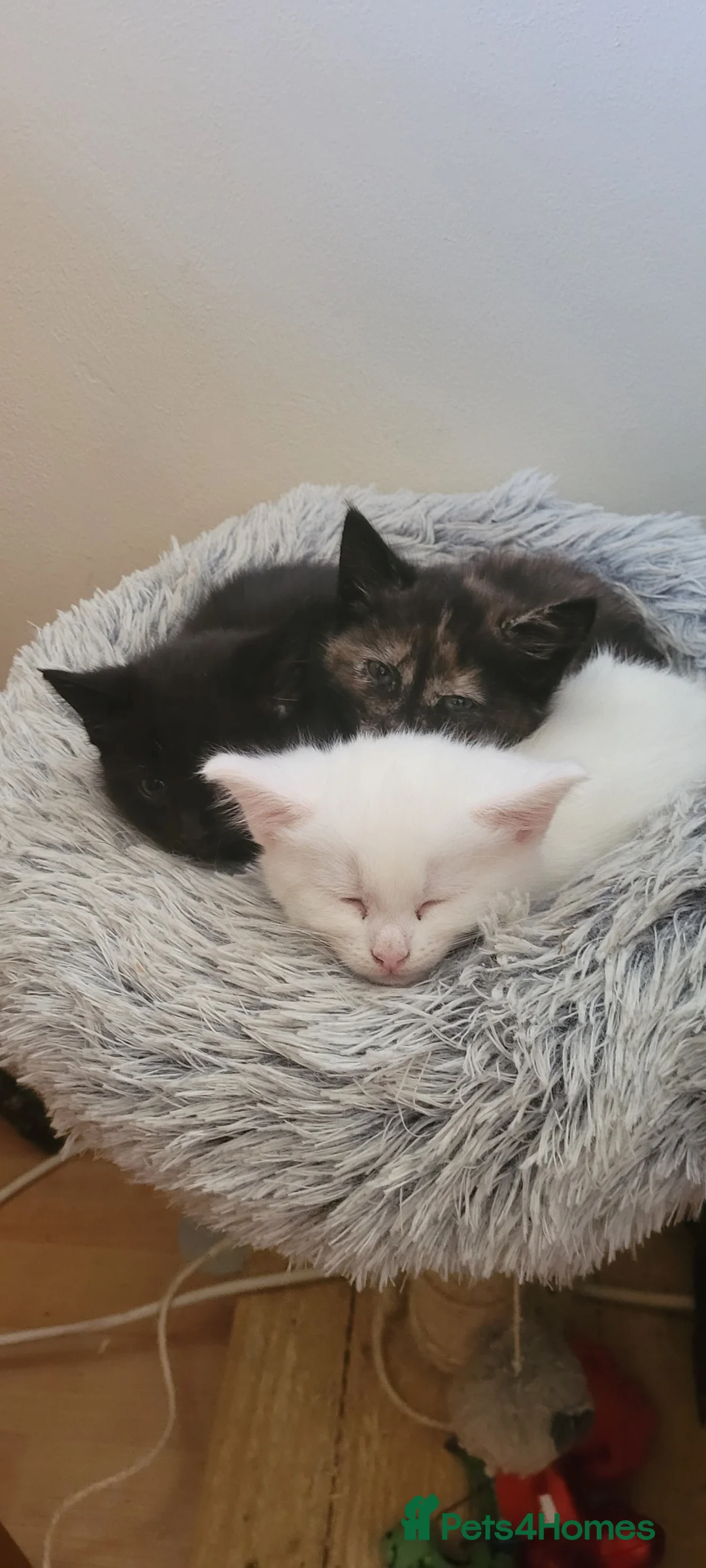 Mixed Breed cats for sale: 3 beautiful kittens. - Advert 10