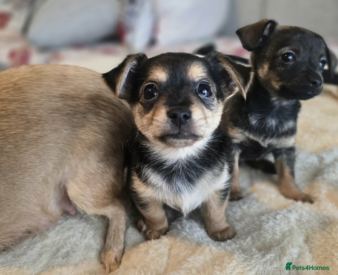 Mixed Breed dogs for sale: Adorable Chihuahua x Prague Ratter Puppies - Advert 8