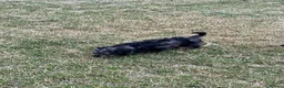 Doxiepoo dogs for sale: Stunning dachshund/poodle pups - Advert 25