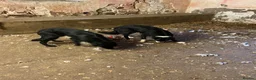 Mixed Breed dogs for sale: Collie X Dogs - Advert 5