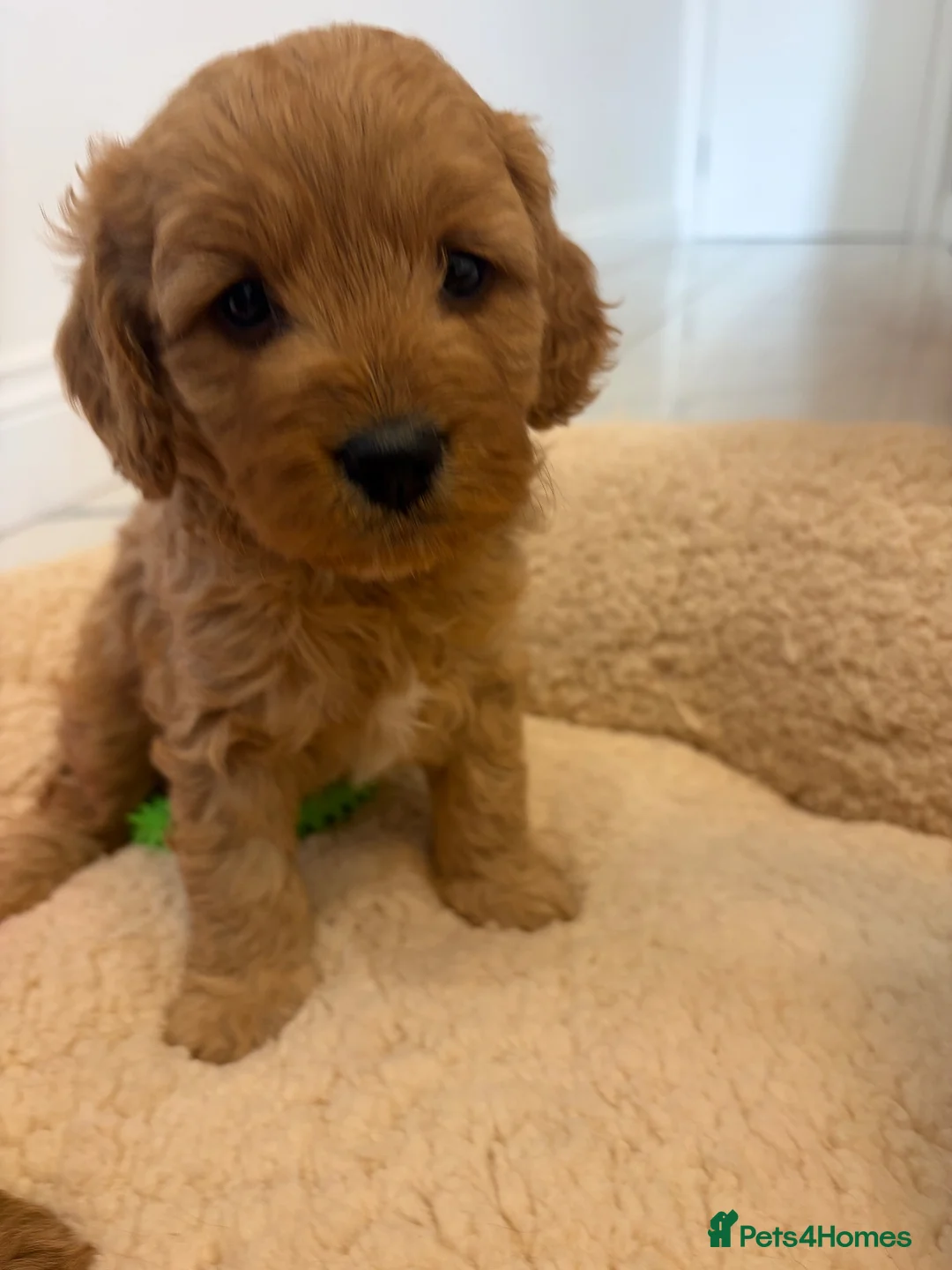 Cavapoo dogs for sale: 💕BEAUTIFUL CAVAPOO FEMALES AVAILABLE 💕 - Advert 1