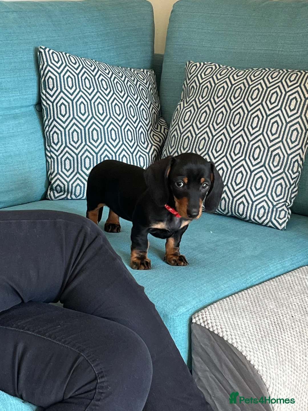 Miniature Dachshund dogs for sale: KC Registered beautiful miniature Dachshund  - Advert 5