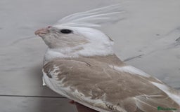 Cockatiels birds for sale: Silly hand tamed baby cockatiels for sale  - Image 13