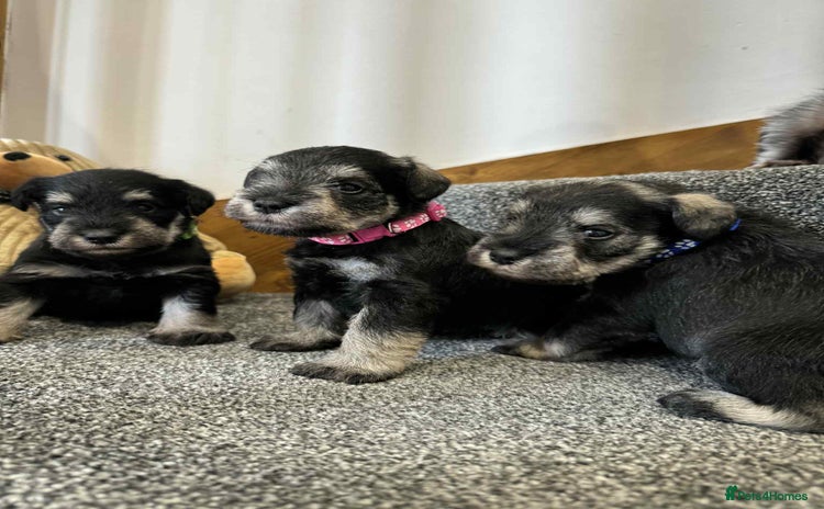 Miniature Schnauzer dogs - Advert 3