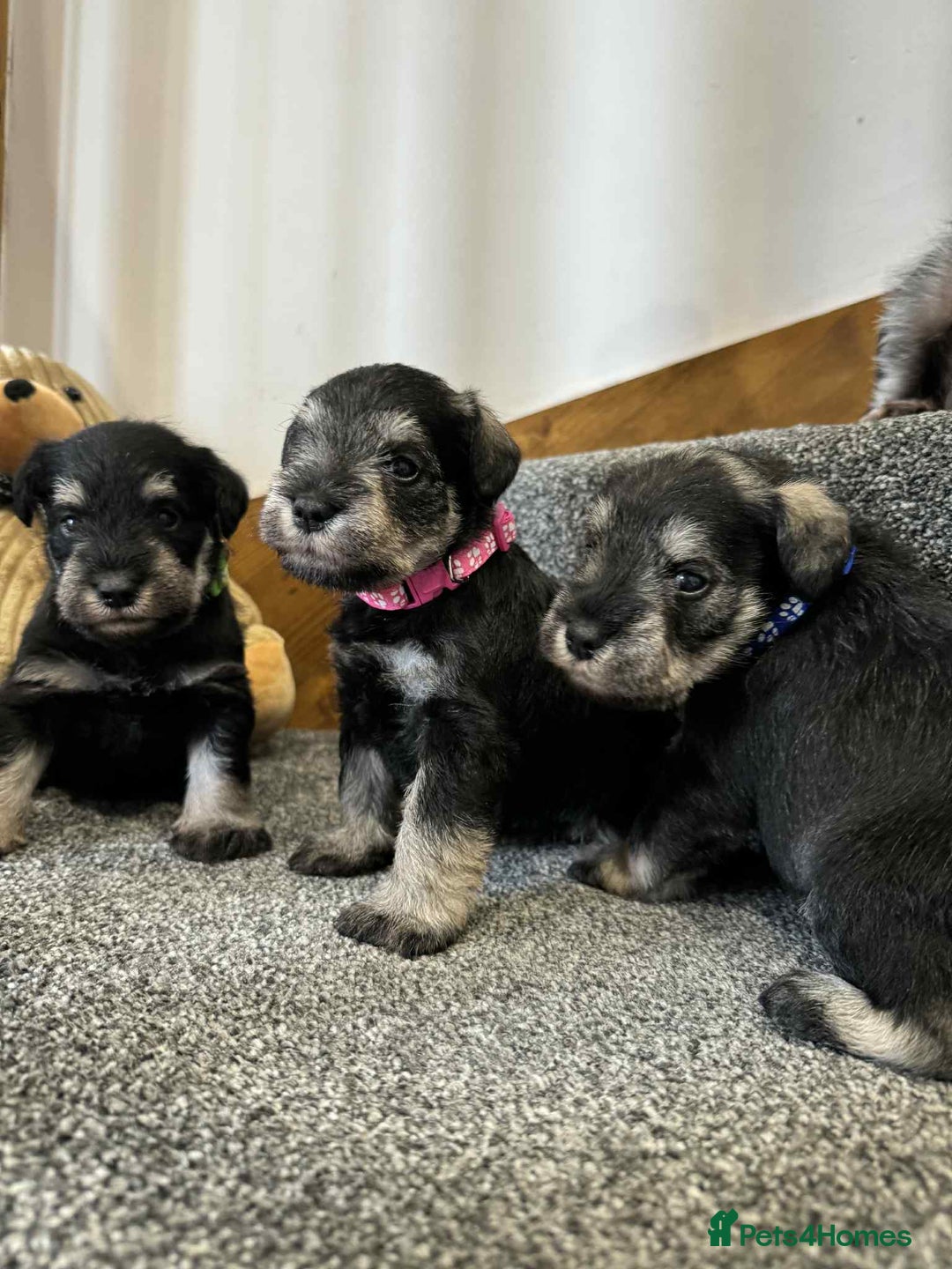 Miniature Schnauzer dogs for sale: Miniature Schnauzer Puppies KC/BVA/MAC Tested - Image 1