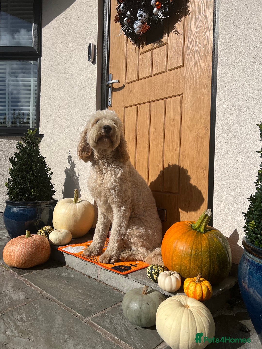 Mixed Breed dogs for sale: 🐾 🧸 *Ready Saturday* Beautiful Doodles 💕🐾 - Image 34