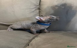 Sphynx cats for sale: TICA REGISTERED CANADIAN Elf Sphynx 1 kitten left  - Image 4