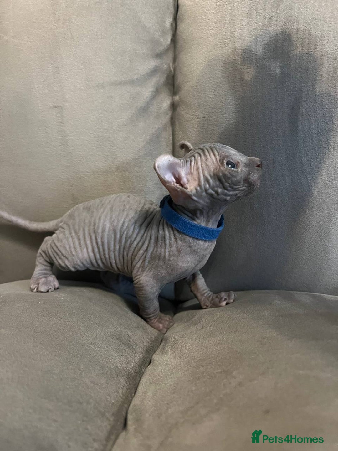 Sphynx cats for sale: TICA REGISTERED CANADIAN Elf Sphynx 1 kitten left  - Image 4