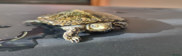 Tortoise reptiles for sale: Turtle for sale - Advert 1