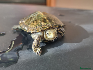 Tortoise reptiles Turtle for sale - Advert 2