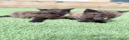 British Longhair cats for sale: 3 x female British longhair kittens - Advert 18