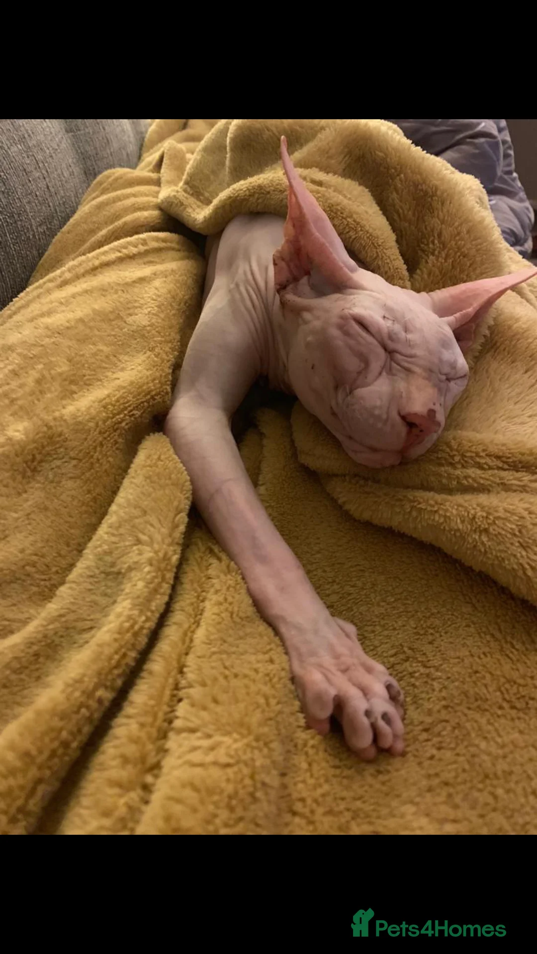 Sphynx cats for sale: 9 year old neutered male Sphynx cat  - Advert 9
