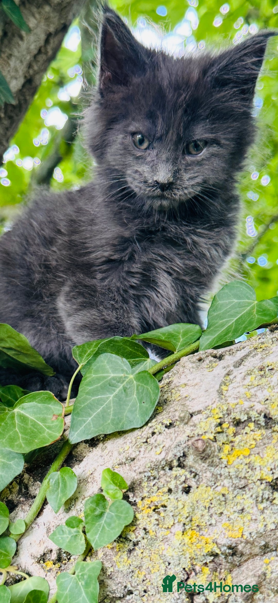 Maine Coon cats for sale: Stunning Pure Breed Maine Coon Kittens  - Image 8