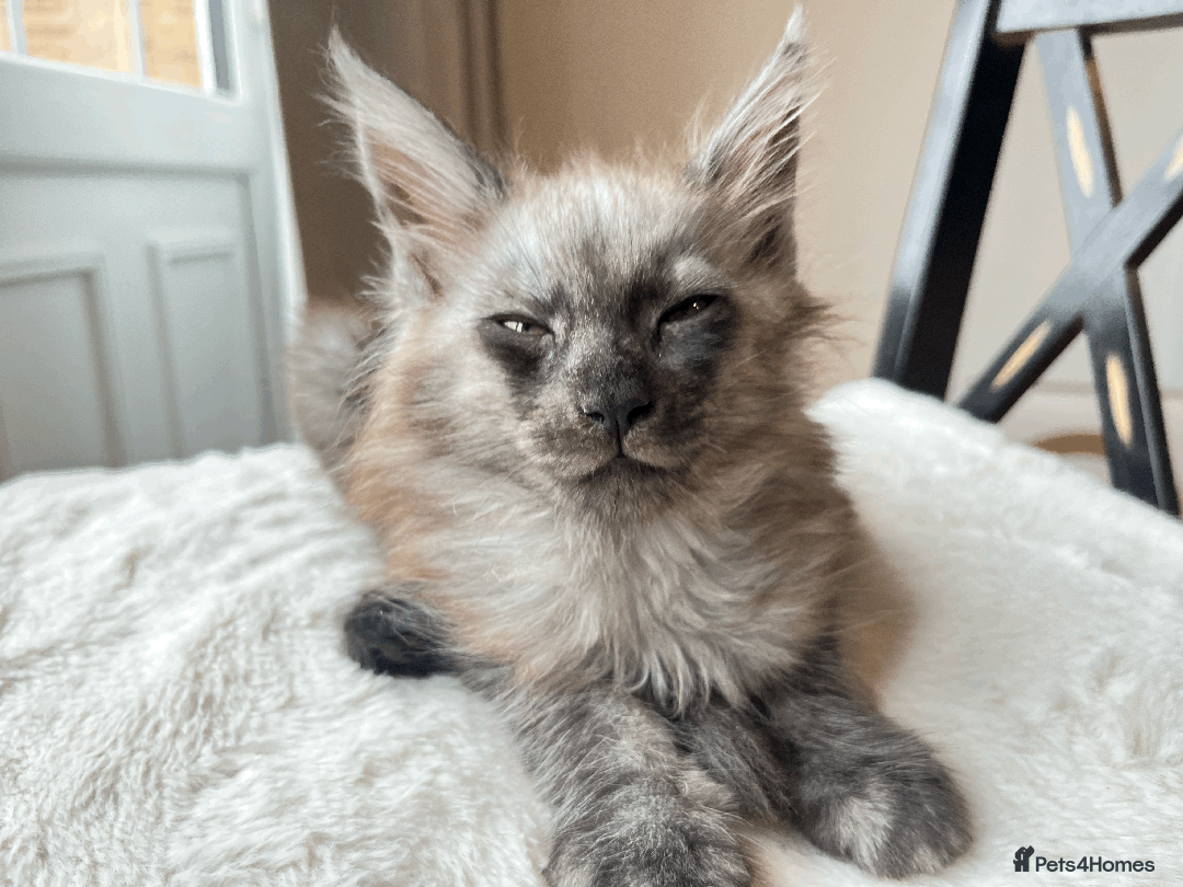 Maine Coon cats for sale: XXL CHAMPION RUSSIAN LINE.MAINE COON KITTENS - Advert 9