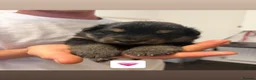 Shepsky dogs for sale: Beautiful shepsky pups for sale  - Advert 4