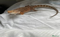 Bearded Dragon reptiles for sale: Henry Bearded dragon  - Image 4