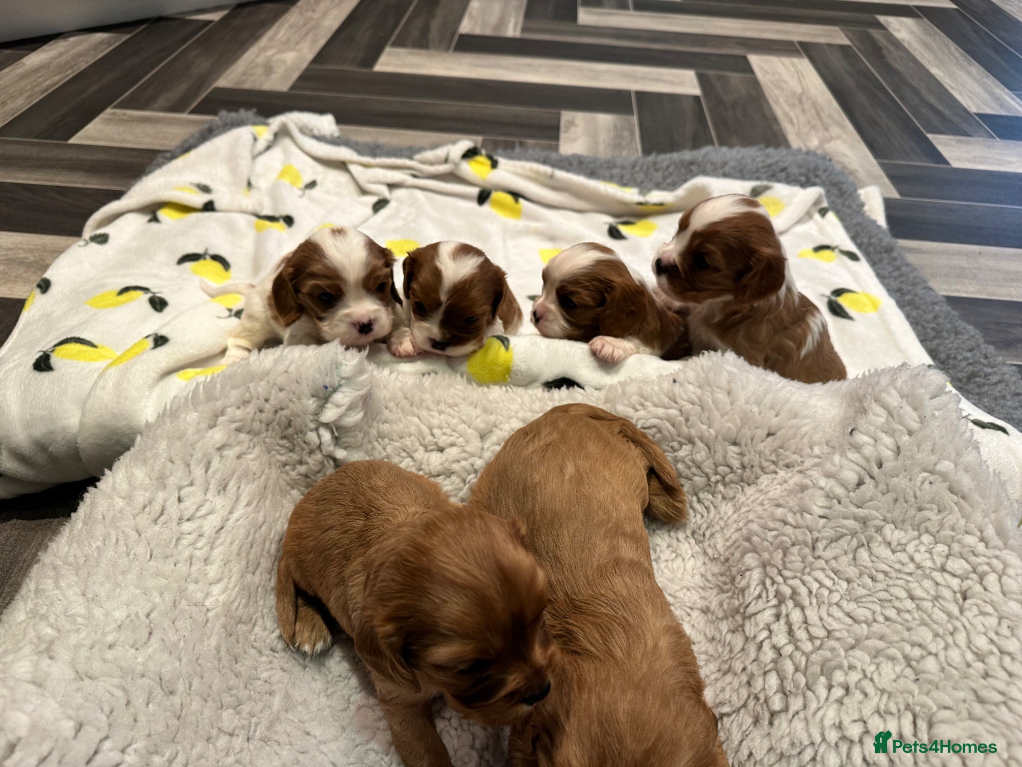 Cavalier King Charles Spaniel dogs Male and female mixed cavalier  - Advert 13
