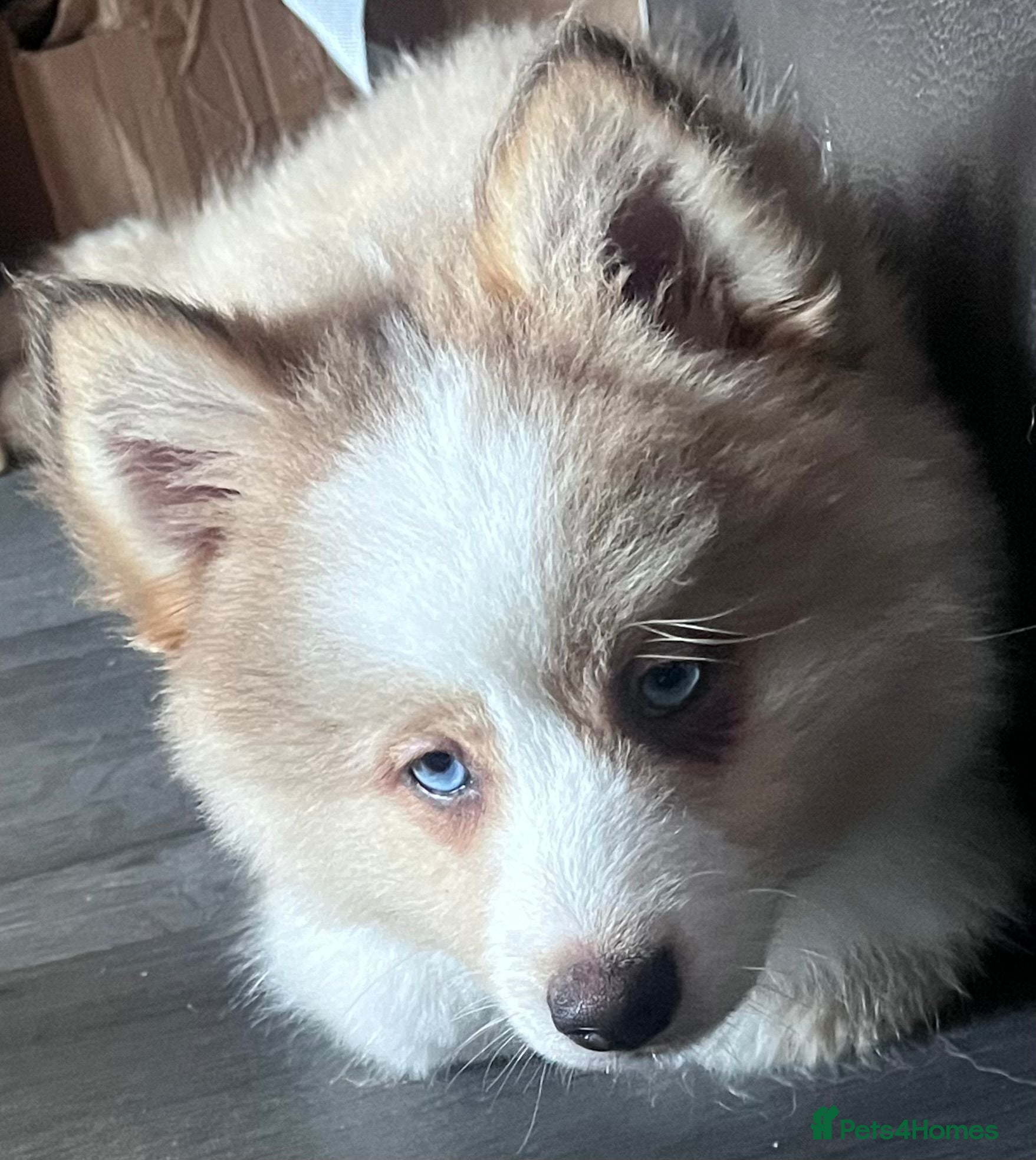 Pomsky dogs Gorgeous Pomsky READY NOW - Advert 2