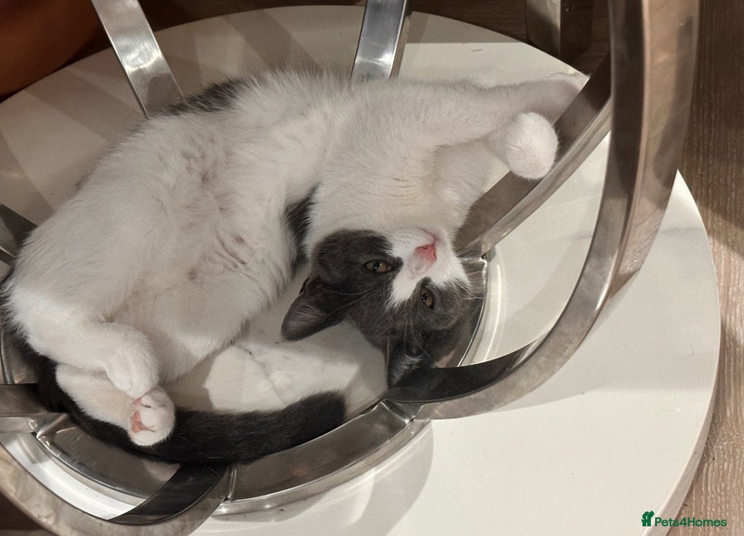 Domestic Shorthair cats for sale: Beautiful Domestic Cats-Mum,Dad&3 Adorable Kittens - Image 4