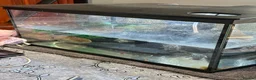 Axolotl reptiles for sale: Axalotol and tank - Advert 3